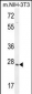 ZCCHC17 Antibody (Center)